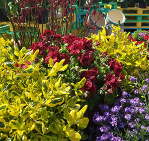 encinitas-flower-nursery